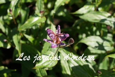 Tricyrtis hirta tojen